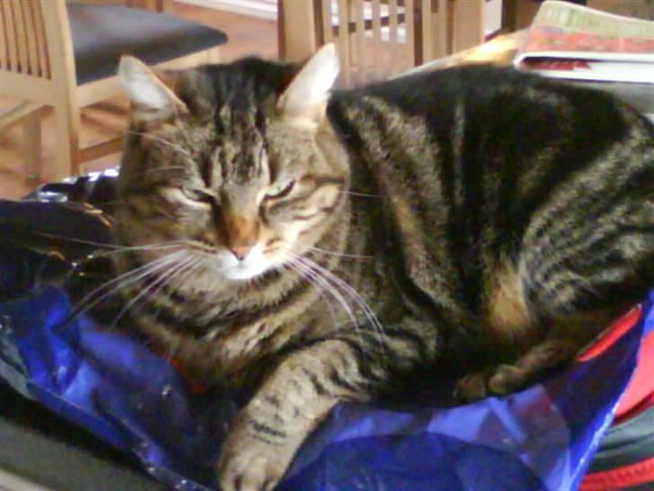 Huskat Timon billede 15