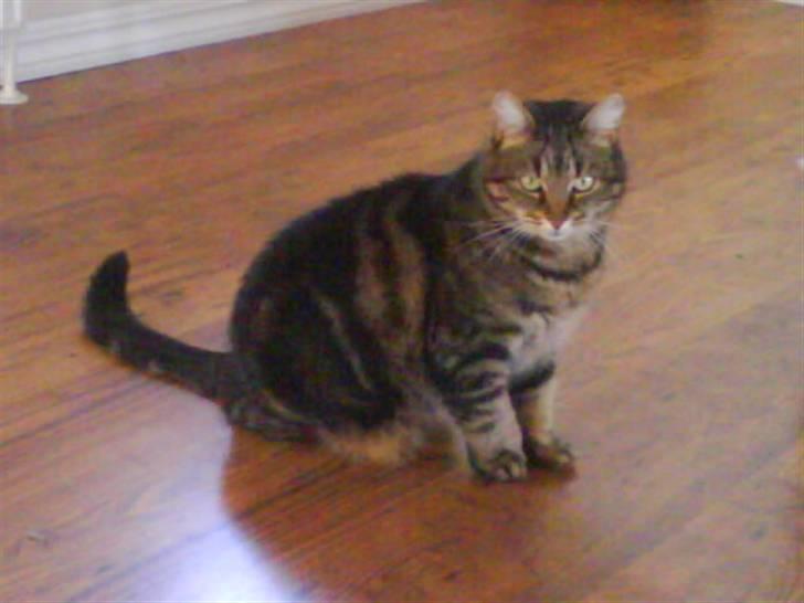 Huskat Timon billede 16