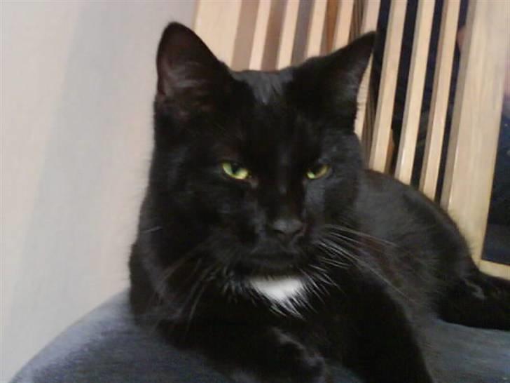 Huskat gustav (Væk!) billede 16