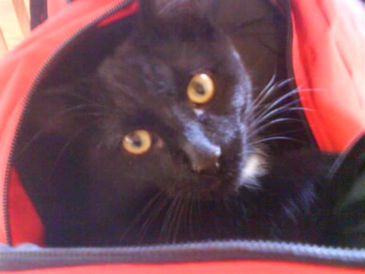 Huskat gustav (Væk!) billede 17