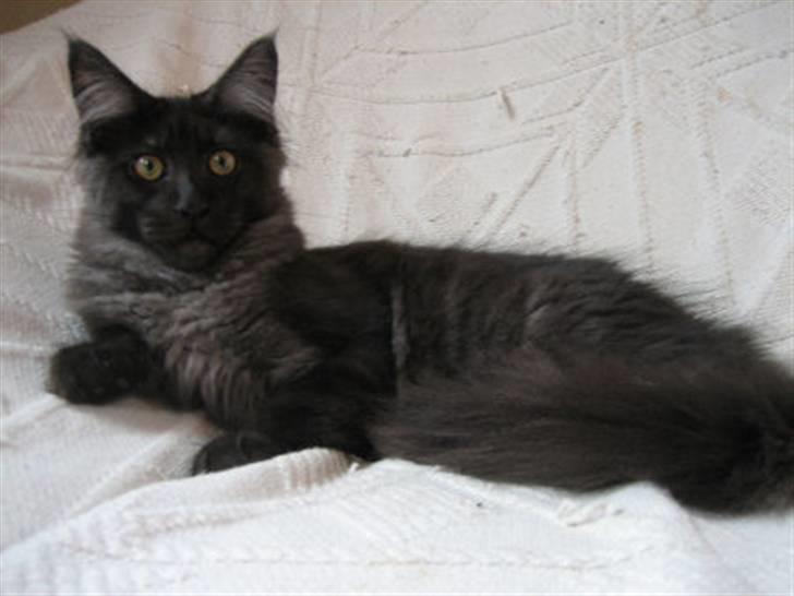 Maine Coon Holy Smoke - 4,5 mdr... billede 14