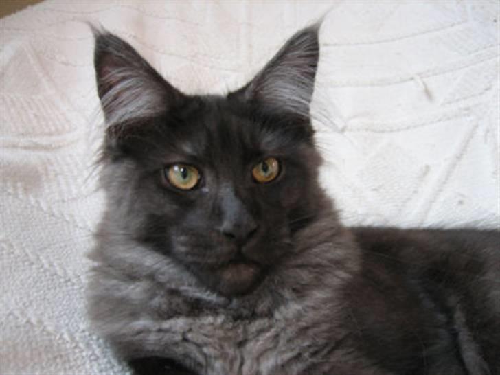 Maine Coon Holy Smoke - 4,5 mdr. billede 15