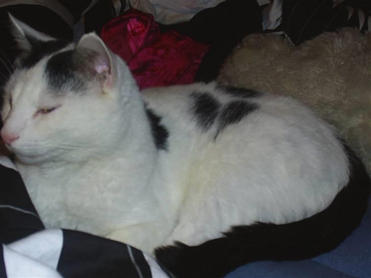 Huskat Stitch :o) billede 9