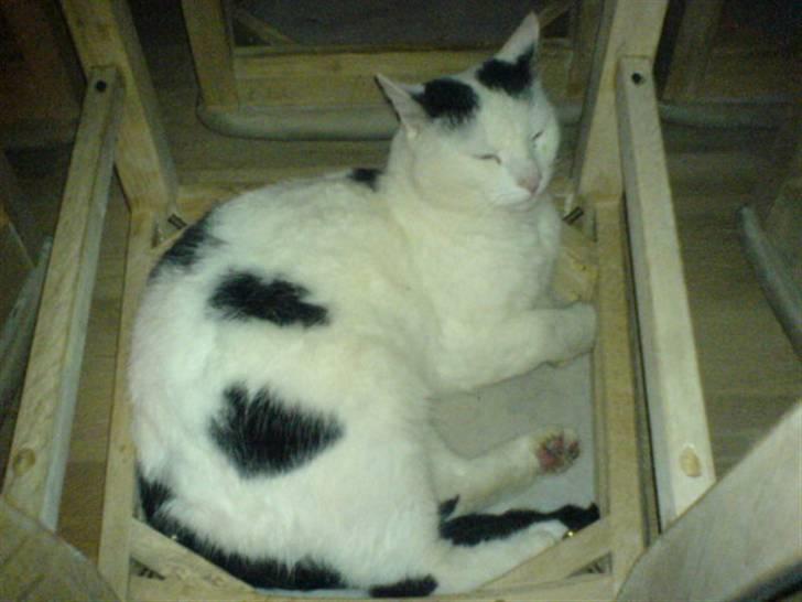 Huskat Stitch :o) billede 10