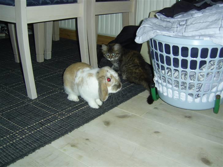 Maine Coon Nala - Her et billed af mig og  min gode ven kaninen Tarzan... billede 12