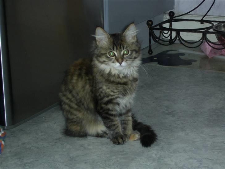 Maine Coon Nala - Og så lige et billed mere af mig 15 uger gammel billede 13