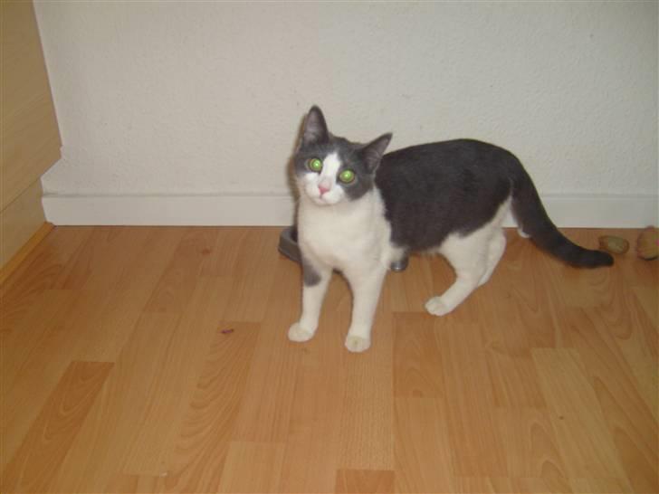 Huskat MILLE forsvundet - er jeg ikke bare sød ! billede 1