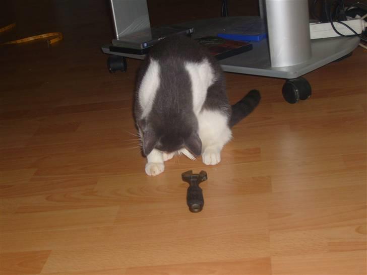 Huskat MILLE forsvundet - jeg leger med en legemus billede 2