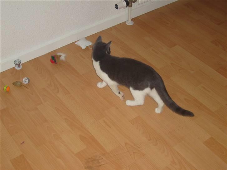 Huskat MILLE forsvundet - her er mit legetøj og mig billede 3