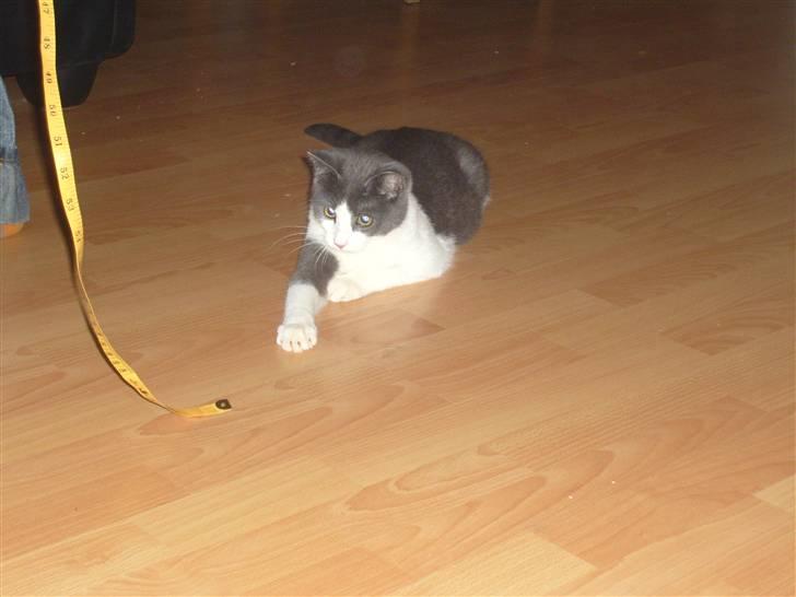 Huskat MILLE forsvundet - leger med et målebånd billede 4