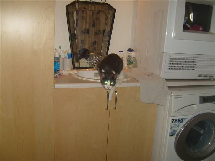 Huskat MILLE forsvundet - på opdagelse i håndvasken billede 5