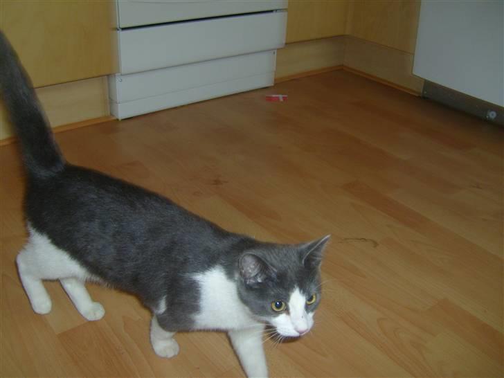Huskat MILLE forsvundet - lille søde mig billede 6