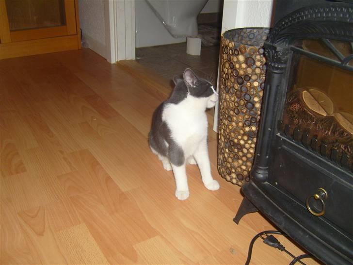 Huskat MILLE forsvundet - gider ikke flere billeder billede 7