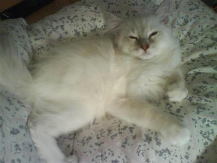 Ragdoll Fjotte - Arj! FORSVIND! Jeg sover jo! billede 15