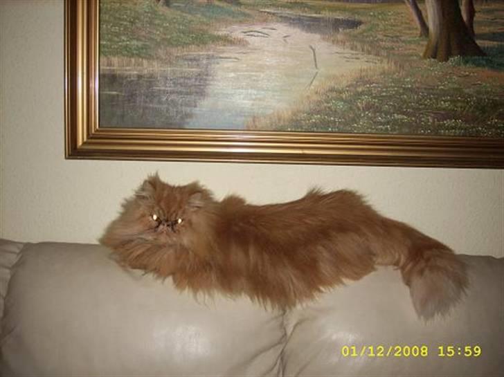 Perser Teddy billede 2