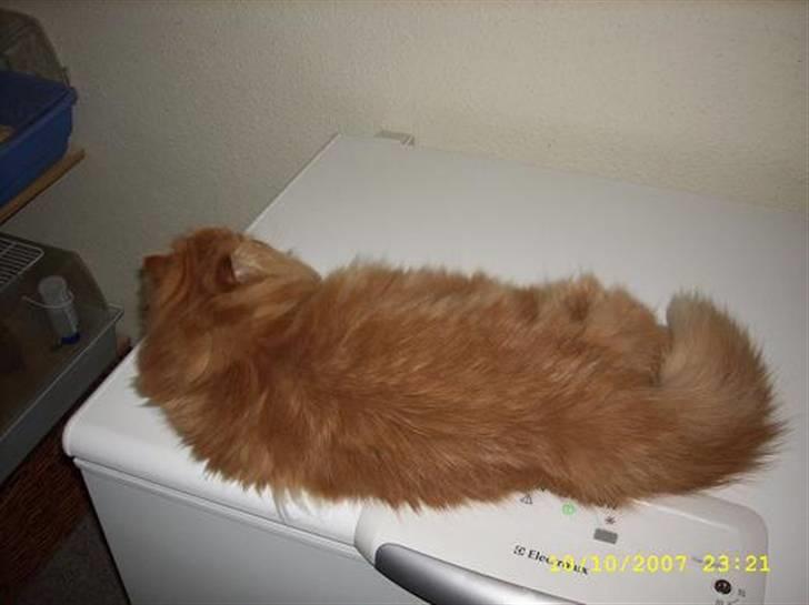 Perser Teddy billede 3