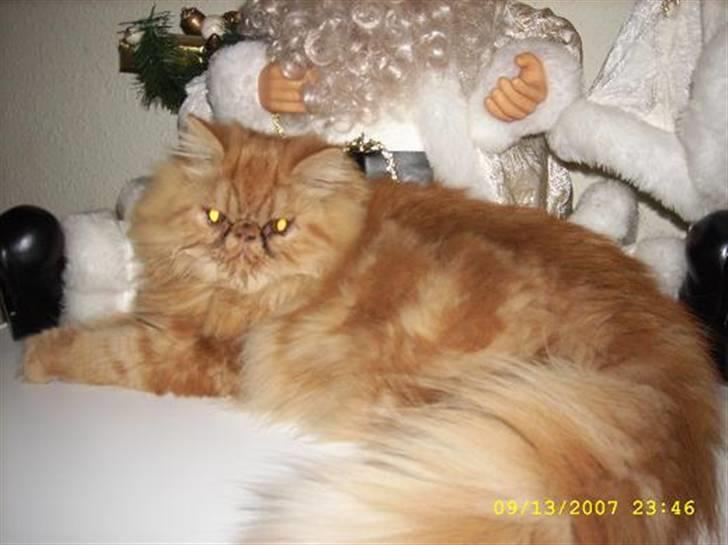 Perser Teddy billede 4