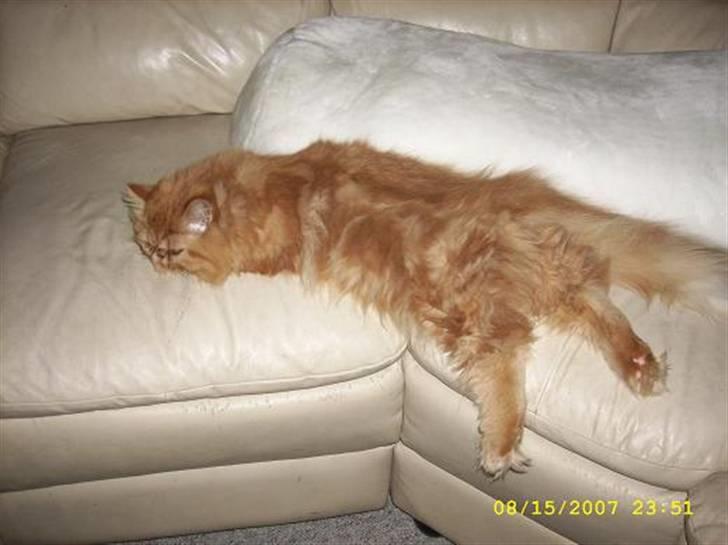 Perser Teddy billede 5