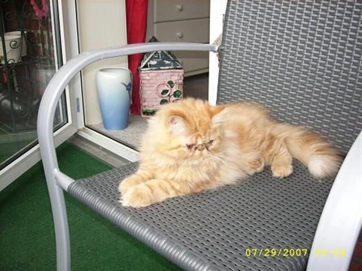 Perser Teddy billede 6