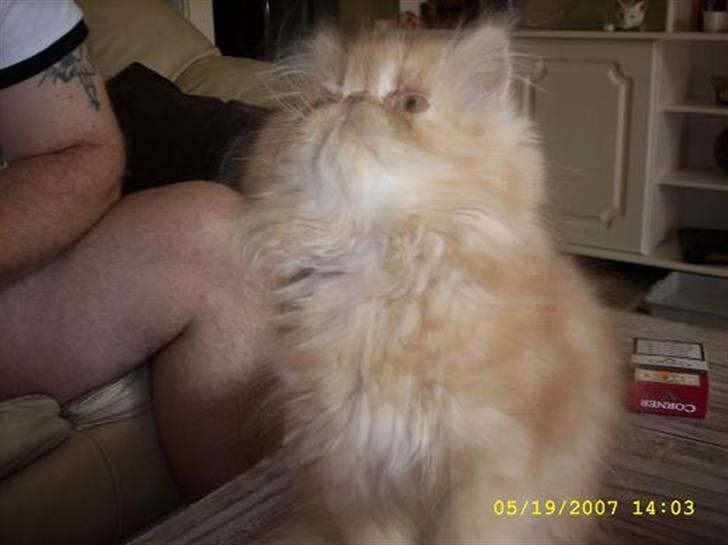 Perser Teddy billede 7