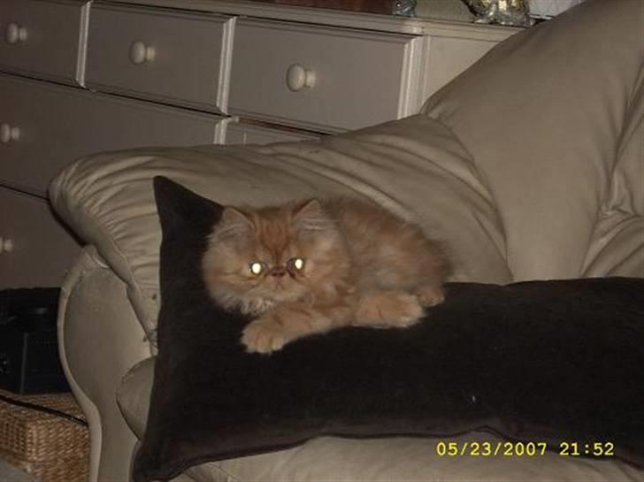 Perser Teddy billede 8