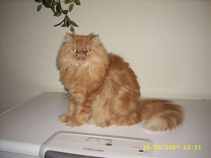 Perser Teddy billede 9