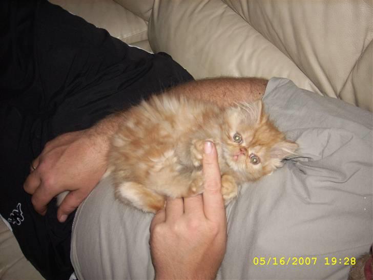 Perser Teddy billede 10