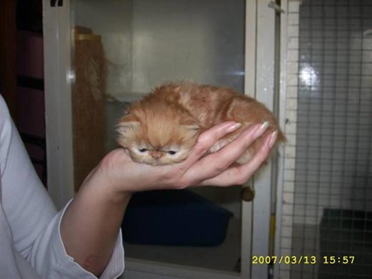 Perser Teddy billede 11