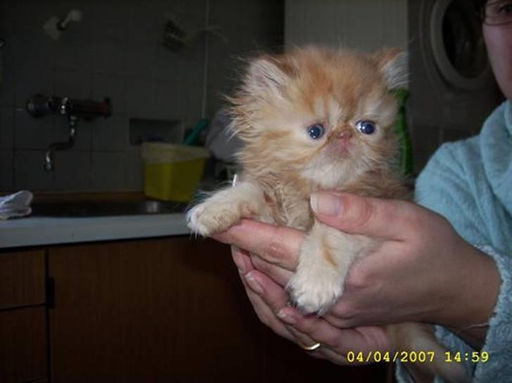 Perser Teddy billede 12