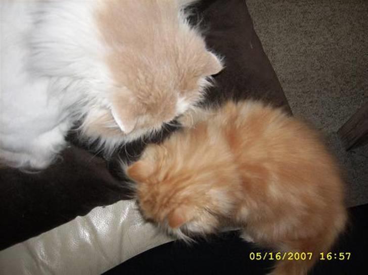 Perser Teddy billede 13