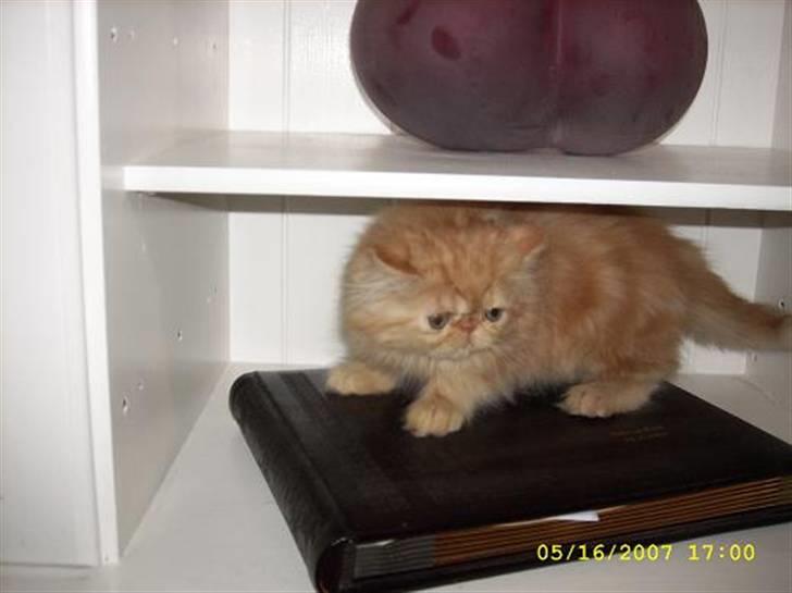 Perser Teddy billede 14