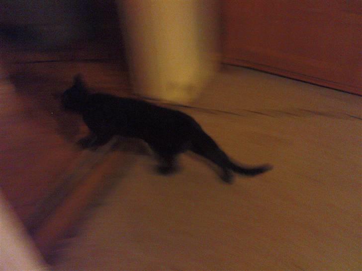 Blanding af racer Bette mis R.I.P.)': billede 12