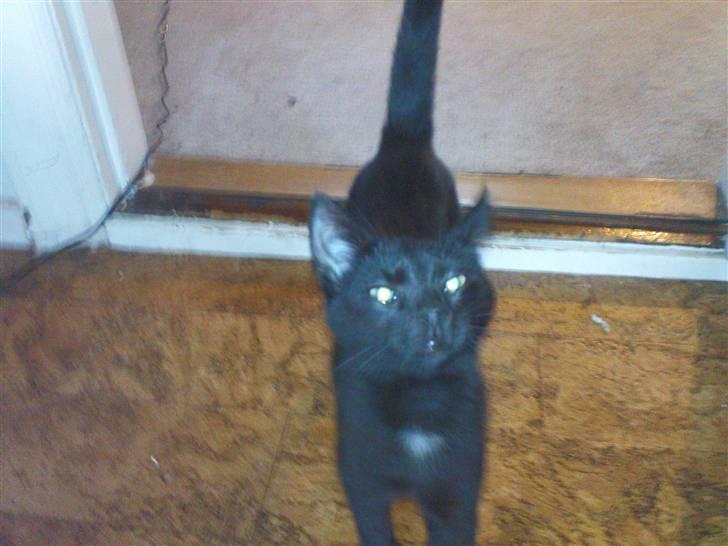 Blanding af racer Bette mis R.I.P.)': - hej hej billede 13