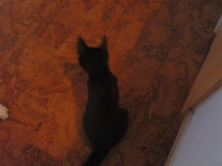 Blanding af racer Bette mis R.I.P.)': - hello!!! billede 14