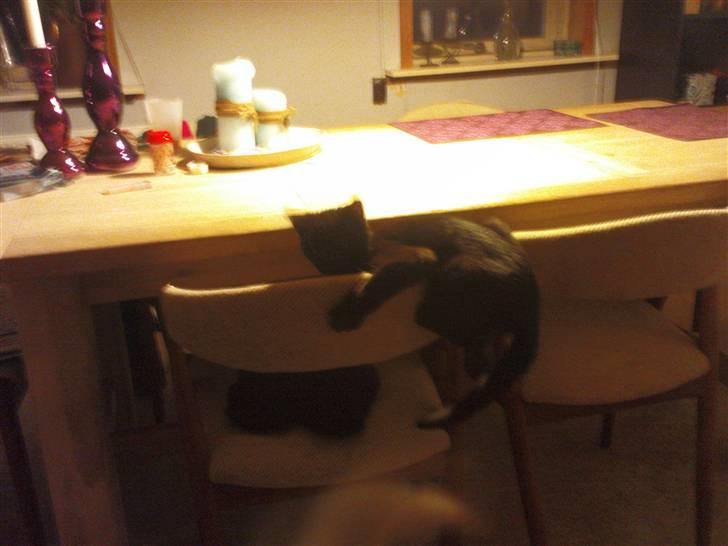 Blanding af racer Bette mis R.I.P.)': - Angeb på stolen billede 15