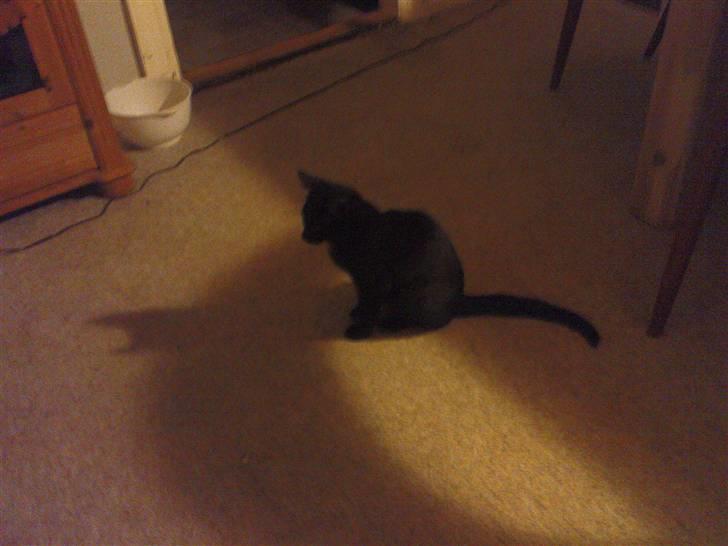 Blanding af racer Bette mis R.I.P.)': billede 16