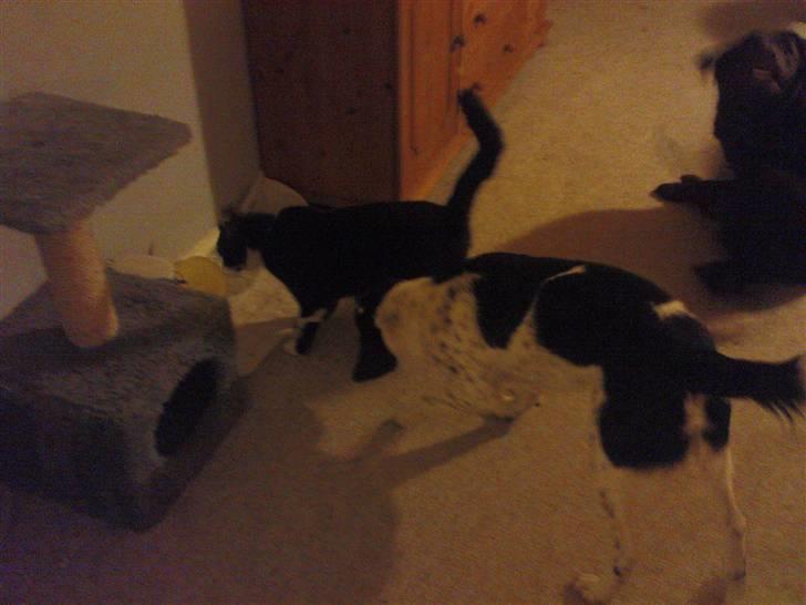 Blanding af racer Bette mis R.I.P.)': - polle og bette missen<3 billede 17