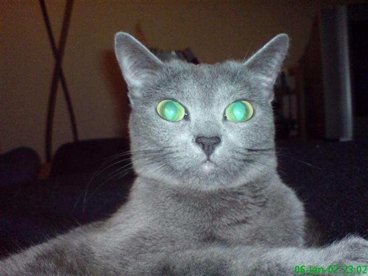 Russian Blue Linka. Ikke længere min:( - Er jeg ikke dejlig? billede 1