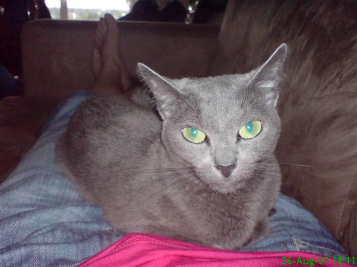 Russian Blue Linka. Ikke længere min:( - Kan lige holde mig selv ud billede 2
