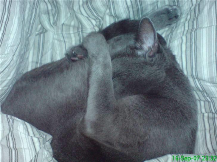 Russian Blue Linka. Ikke længere min:( - Sover lige billede 3