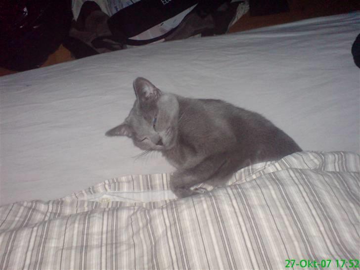 Russian Blue Linka. Ikke længere min:( - Det er en god dyne billede 4