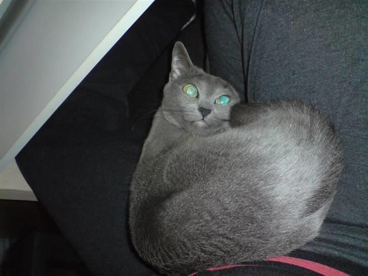 Russian Blue Linka. Ikke længere min:( - Må jeg ikke sove i fred? billede 5