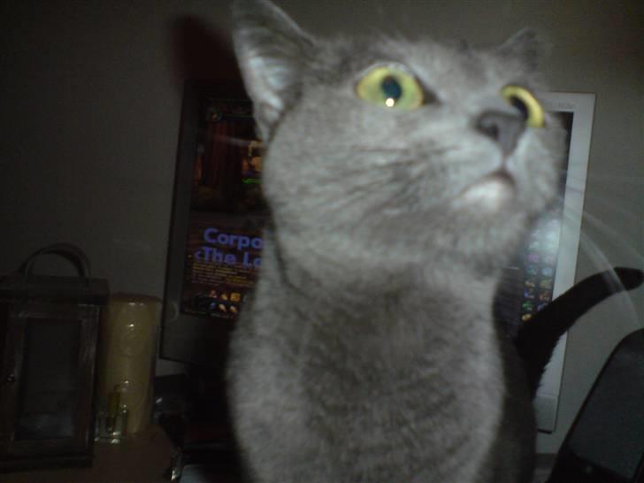 Russian Blue Linka. Ikke længere min:( - Hvad er det? billede 6