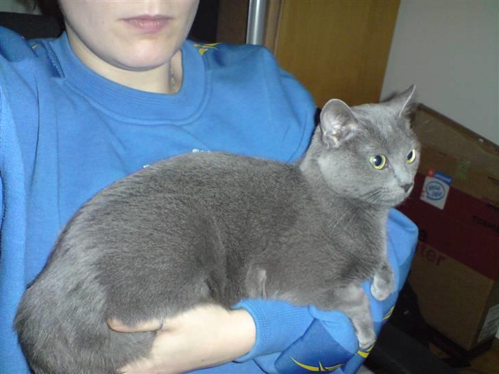 Russian Blue Linka. Ikke længere min:( - Jeg skal lige være med billede 7