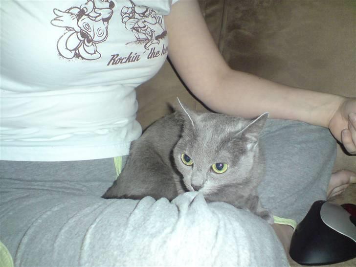 Russian Blue Linka. Ikke længere min:( - Ligger og slapper af billede 8