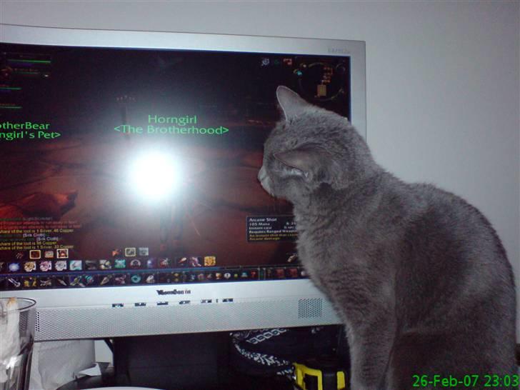 Russian Blue Linka. Ikke længere min:( - Sidder og ser med på skærmen billede 9