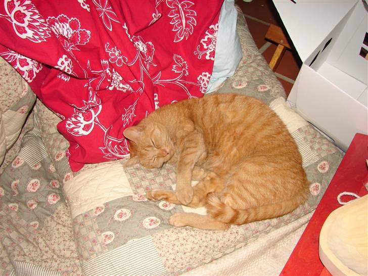 Huskat Brutalis billede 2