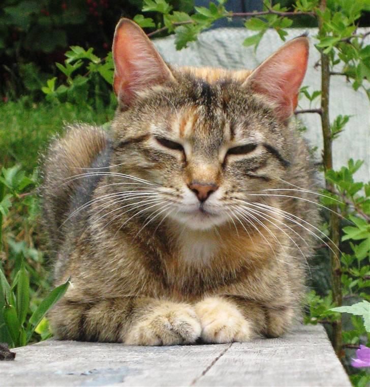 Huskat frida billede 2