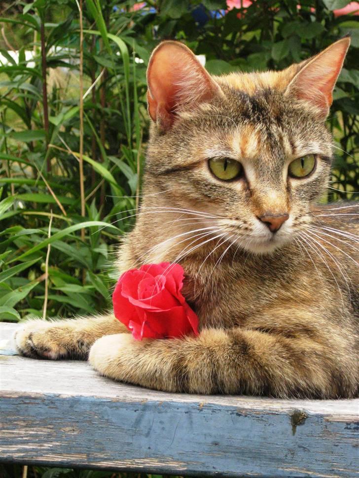 Huskat frida billede 3