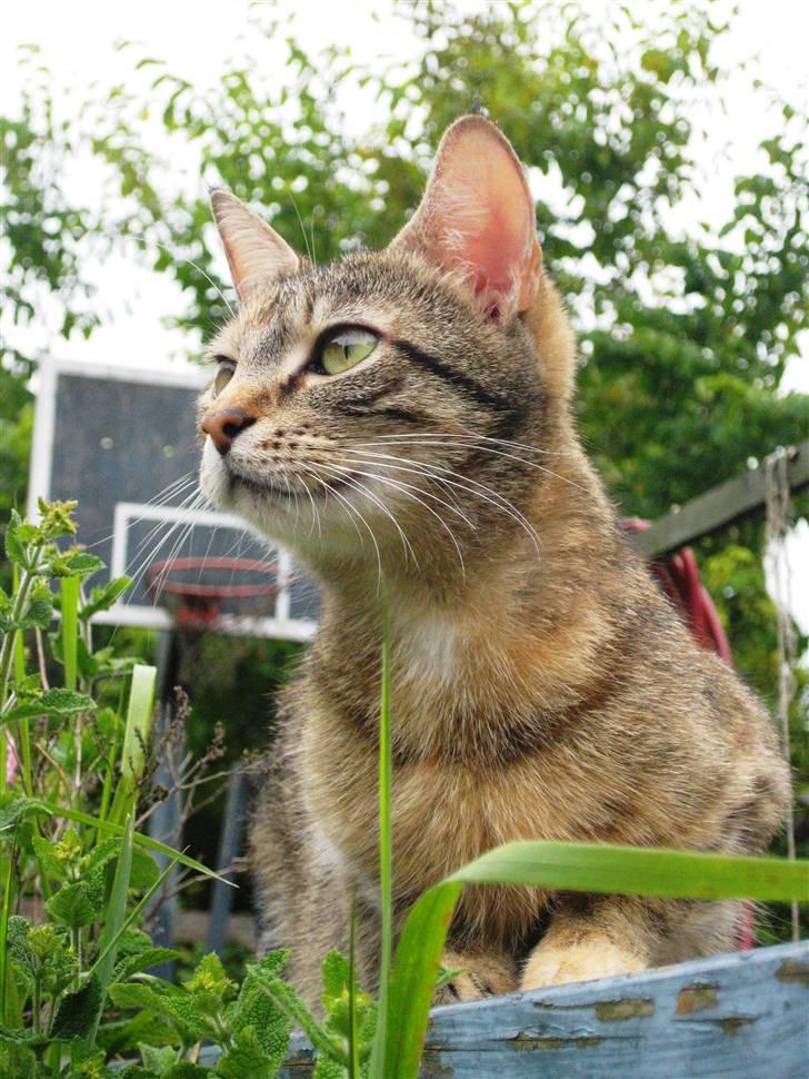 Huskat frida billede 4